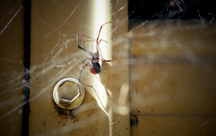 Redback